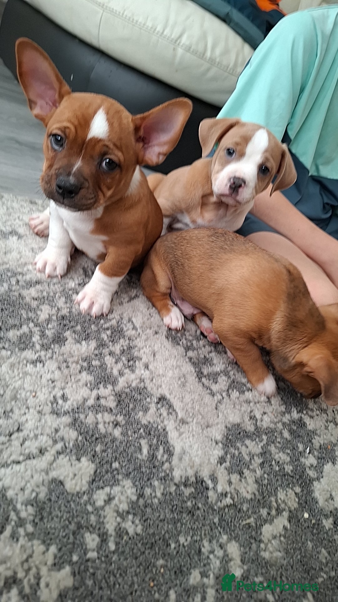 Mixed Breed dogs for sale: 1 male  - Image 1