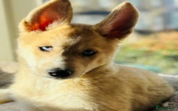 Pomsky dogs for sale: ✨ Adorable Blue-Eyed Pomsky Pups, 11 Weeks Old - Image 12