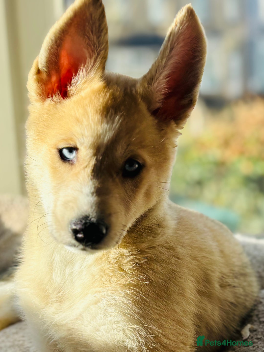 Pomsky dogs for sale: ✨ Adorable Blue-Eyed Pomsky Pups, 11 Weeks Old - Image 12