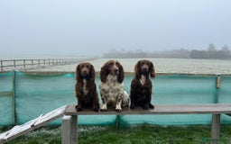 Sprocker dogs for sale: Male Chocolate Sprocker  - Image 11