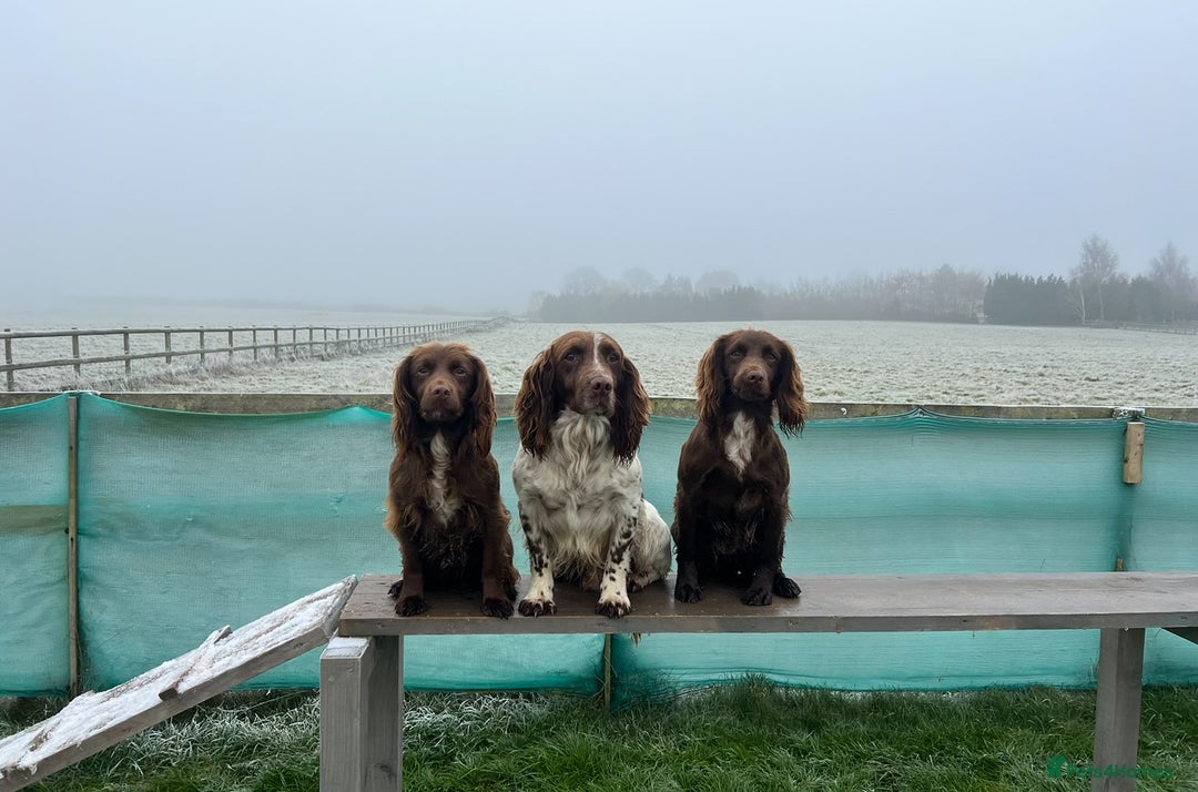 Sprocker dogs for sale: Male Chocolate Sprocker  - Image 11
