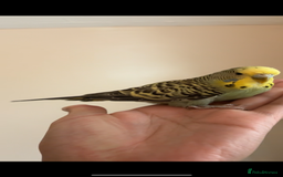 Mixed Breed birds for sale: Cute Birds - Image 12