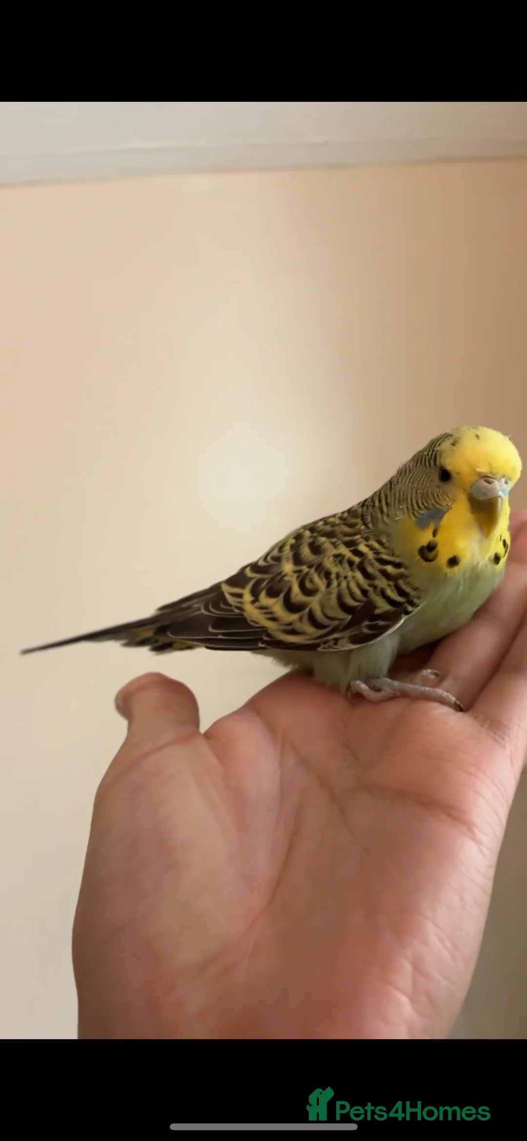 Mixed Breed birds for sale: Cute Birds - Advert 2