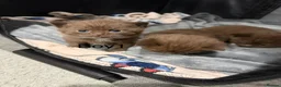 British Shorthair cats for sale: Charming British Shorthair Kittens - Advert 24