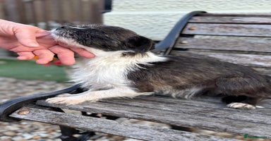 Mixed Breed dogs - Advert 6