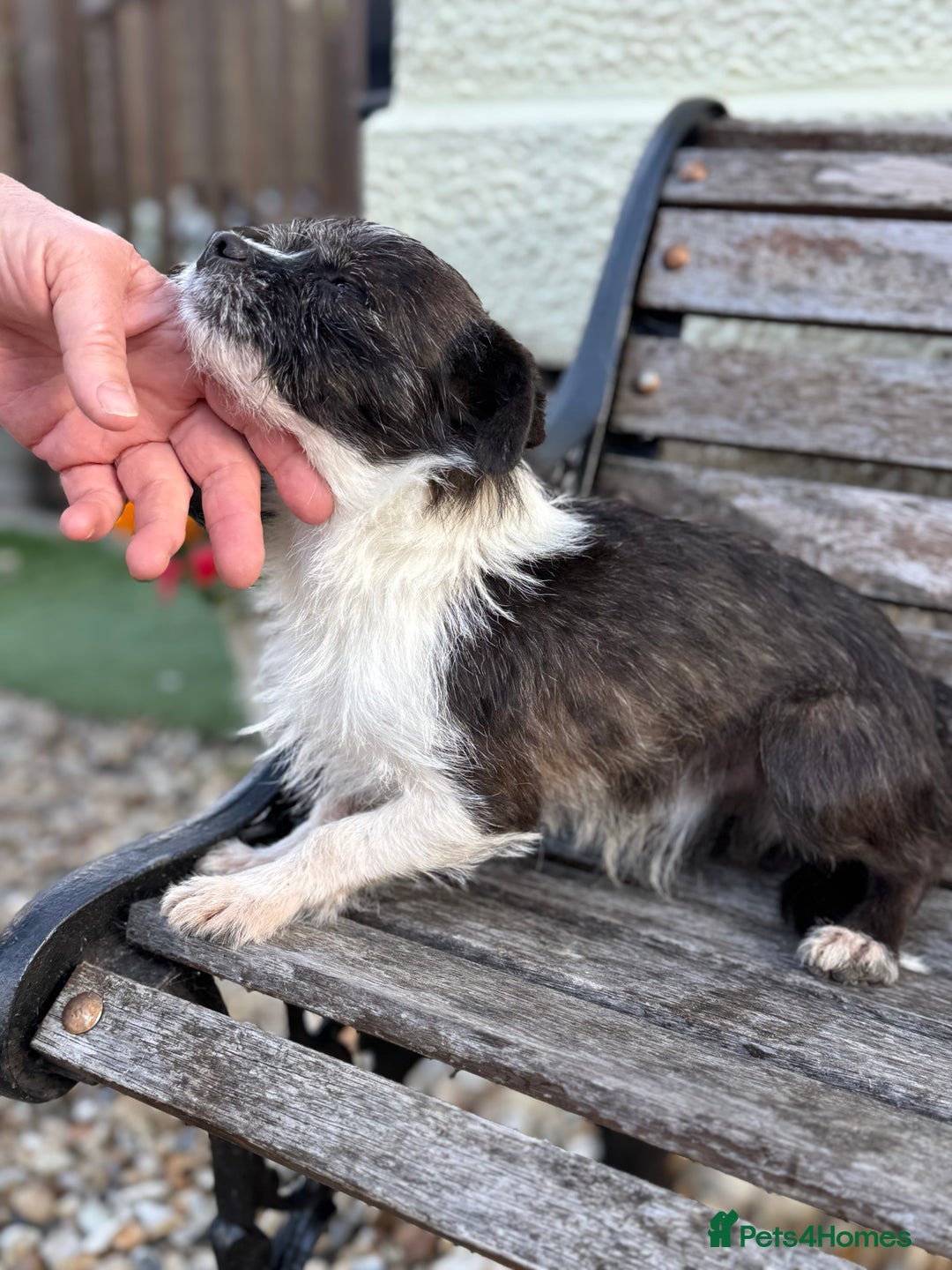 Mixed Breed dogs for sale: Jackahuahua - Image 2