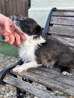 Mixed Breed dogs - Advert 5