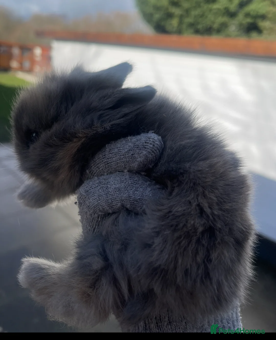 Lionhead rabbits for sale: Beautiful Lionhead babies  - Advert 2