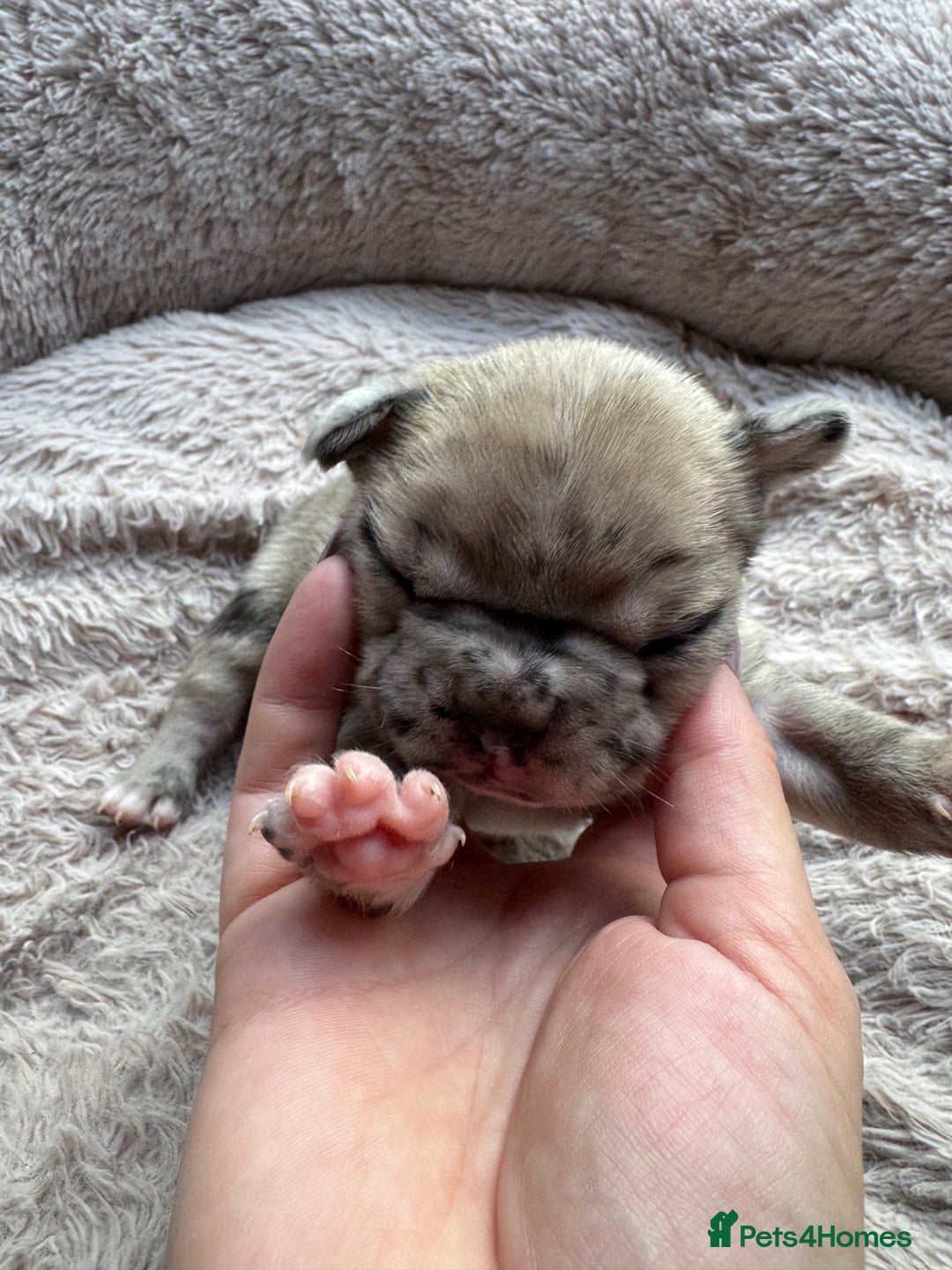 French Bulldog dogs for sale: Litter of mixed colour French bulldog puppies  - Advert 17