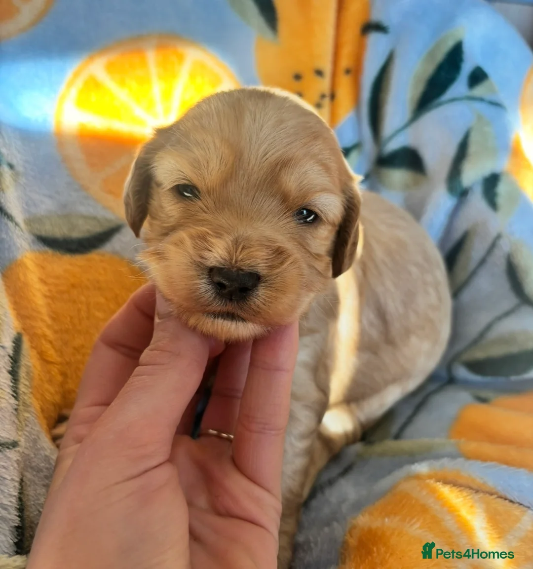 Cockapoo dogs for sale: ✨Stunning F1 Cockapoo Puppies✨ Doncaster 📍 - Advert 2