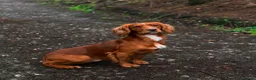 Cocker Spaniel dogs for stud: Extensively health tested. Carries tan. KC reg.  - Advert 2