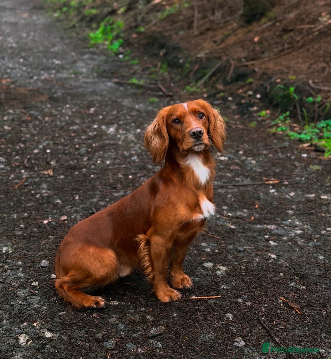 Cocker Spaniel dogs for stud: Extensively health tested. Carries tan. KC reg.  - Advert 2