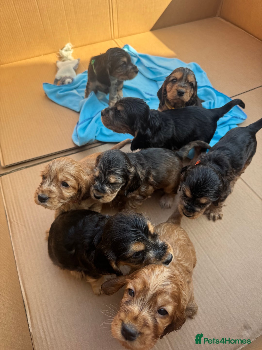 Cocker Spaniel dogs for sale: Beautiful show and working cockers - Image 11