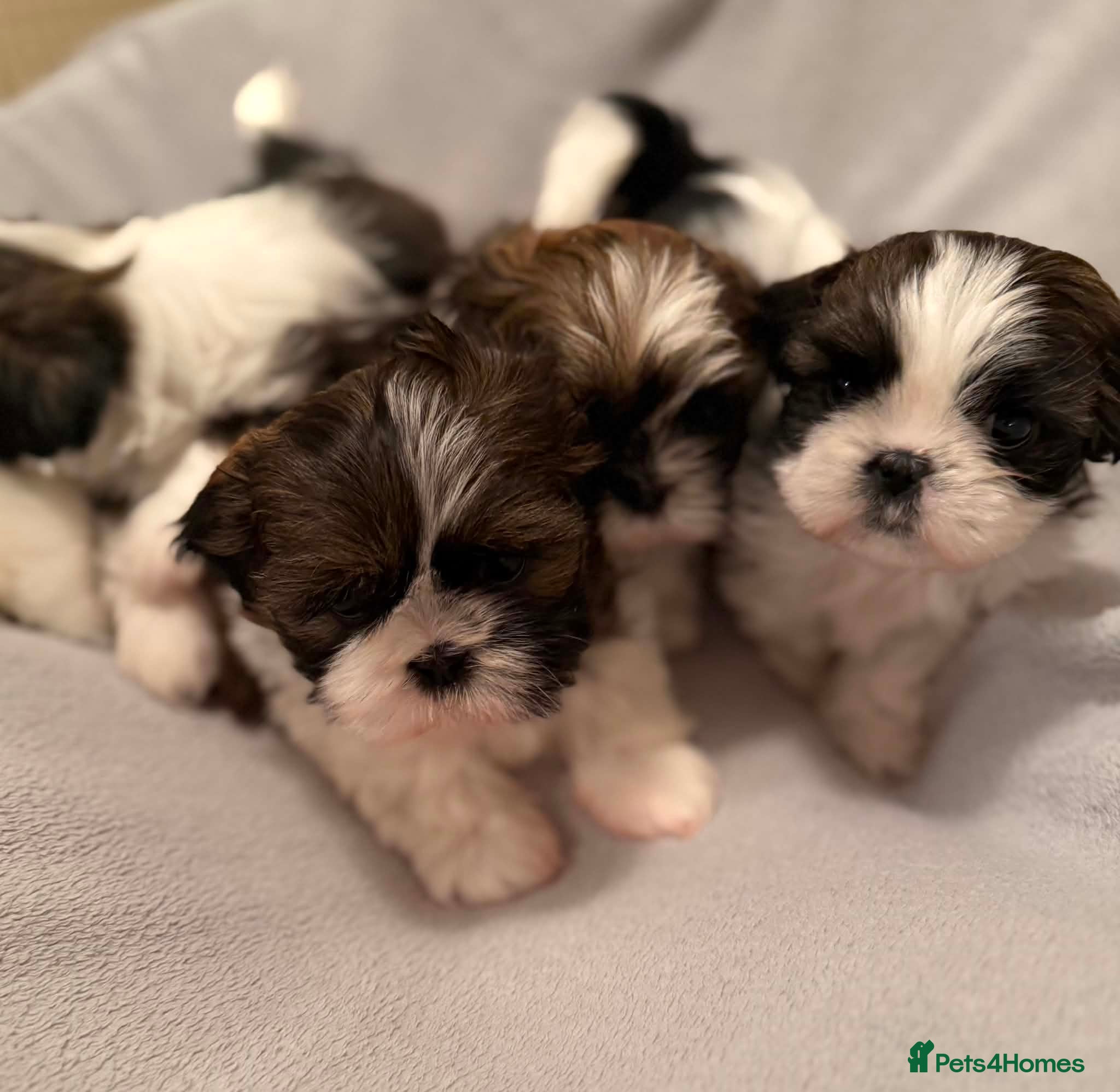 Shih Tzu dogs Shihtzu puppies for sale  - Advert 1