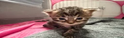 Mixed Breed cats for sale: Main coon x kittens  - Advert 3