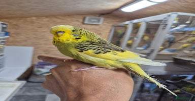 Budgerigars birds - Advert 11