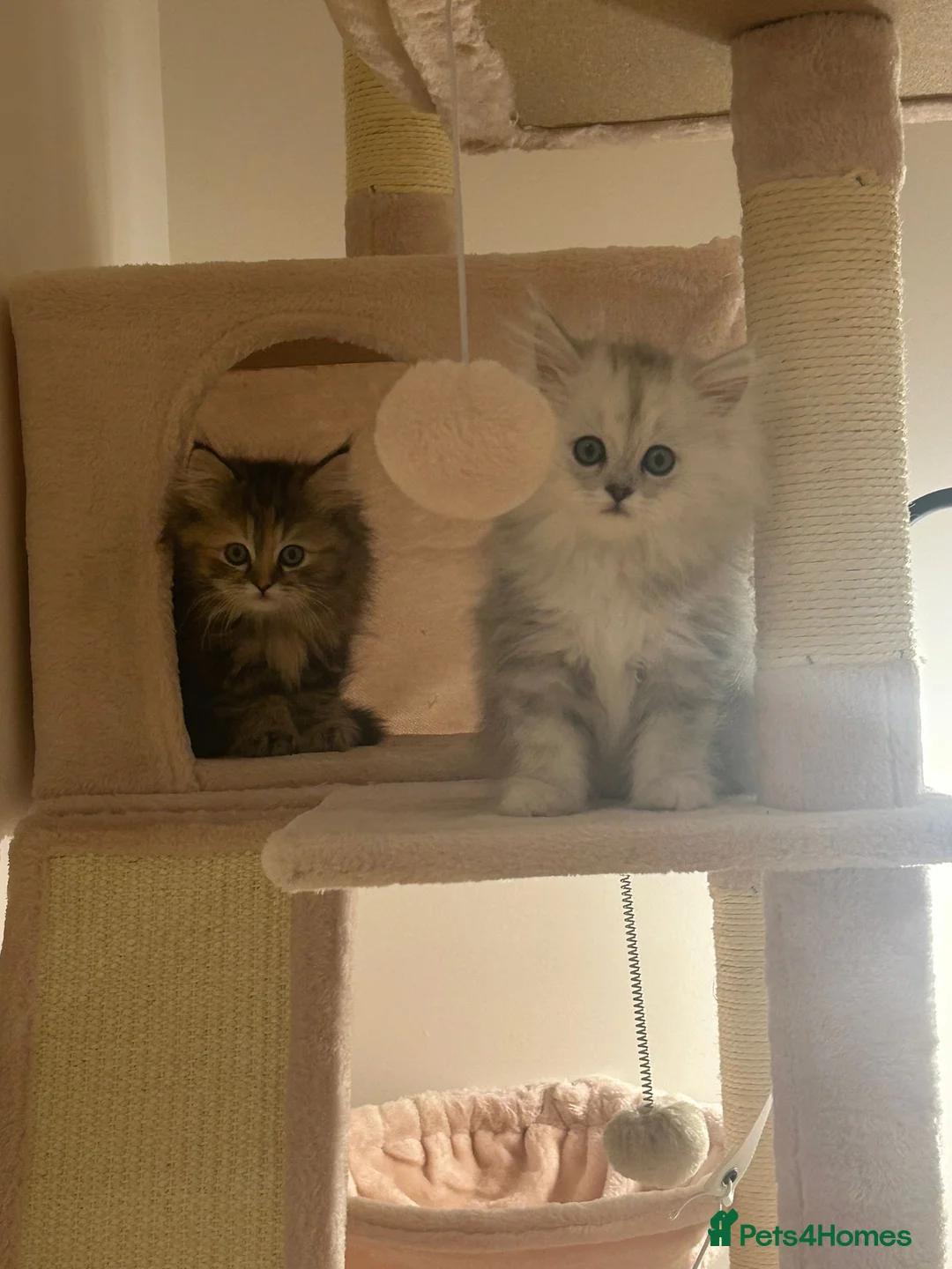 Persian cats for sale: Fluffy Persian Kittens✨ - Advert 4