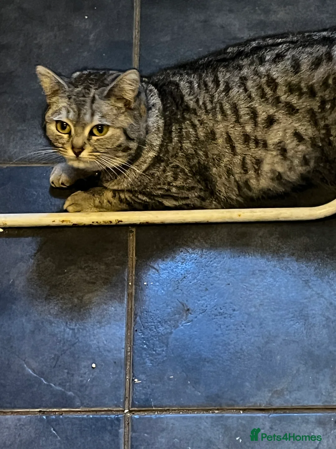 British Longhair cats for sale: Female Cat - Advert 3