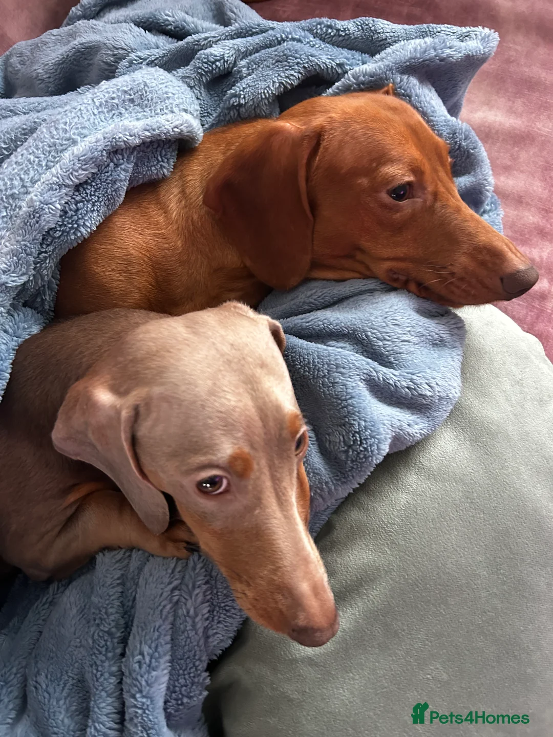Miniature Dachshund dogs for sale: 2 Cute Mini Dachshund Brothers–Raised with Mum&Dad - Advert 7