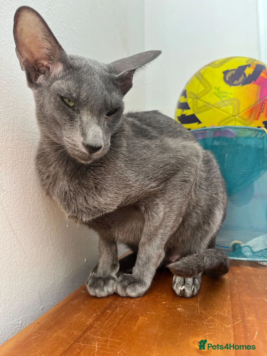 Oriental cats for sale: Oriental GCCF ACTIVE Blue Female adult - Advert 5