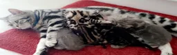 British Shorthair cats for sale: Beautiful Britishshorthair kittens  - Advert 7