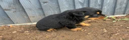 Rottweiler dogs for sale: 🏆🐾 5STAR BREEDERS🐾🏆KC REG girl and boys 💖💙 - Advert 20