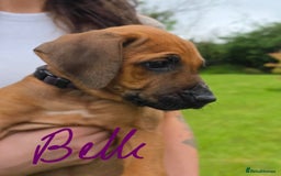 Rhodesian Ridgeback dogs for sale: Stunning Rhodesian RidgeBack Pups.. - Image 5