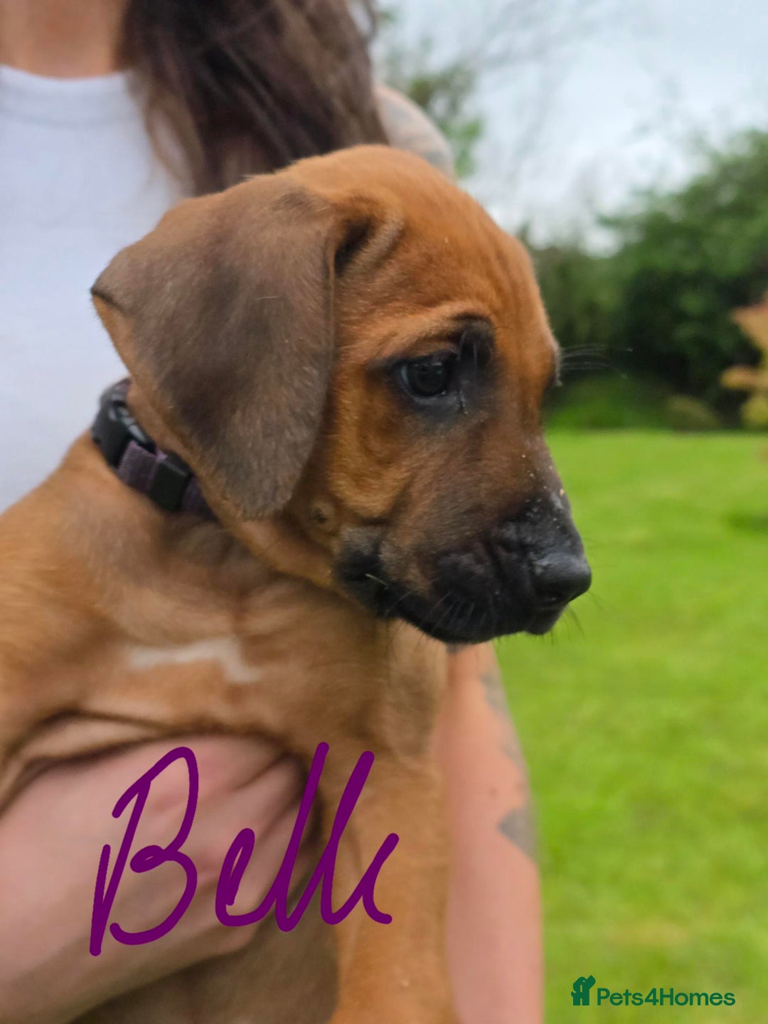 Rhodesian Ridgeback dogs for sale: Stunning Rhodesian RidgeBack Pups.. - Image 5