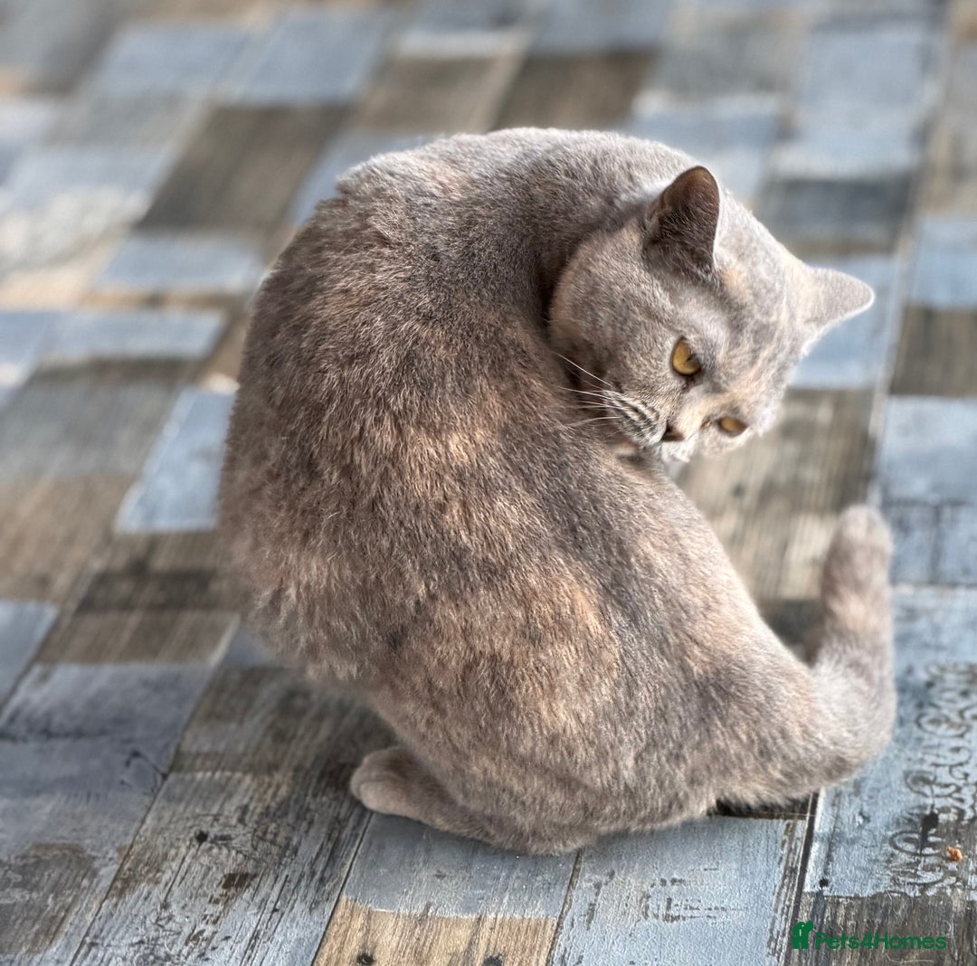 British Shorthair cats for sale: British shorthair red boy and blue -white GCCF  - Image 4