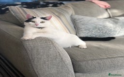 British Shorthair cats for sale: 2 loving beautiful cats  - Image 3
