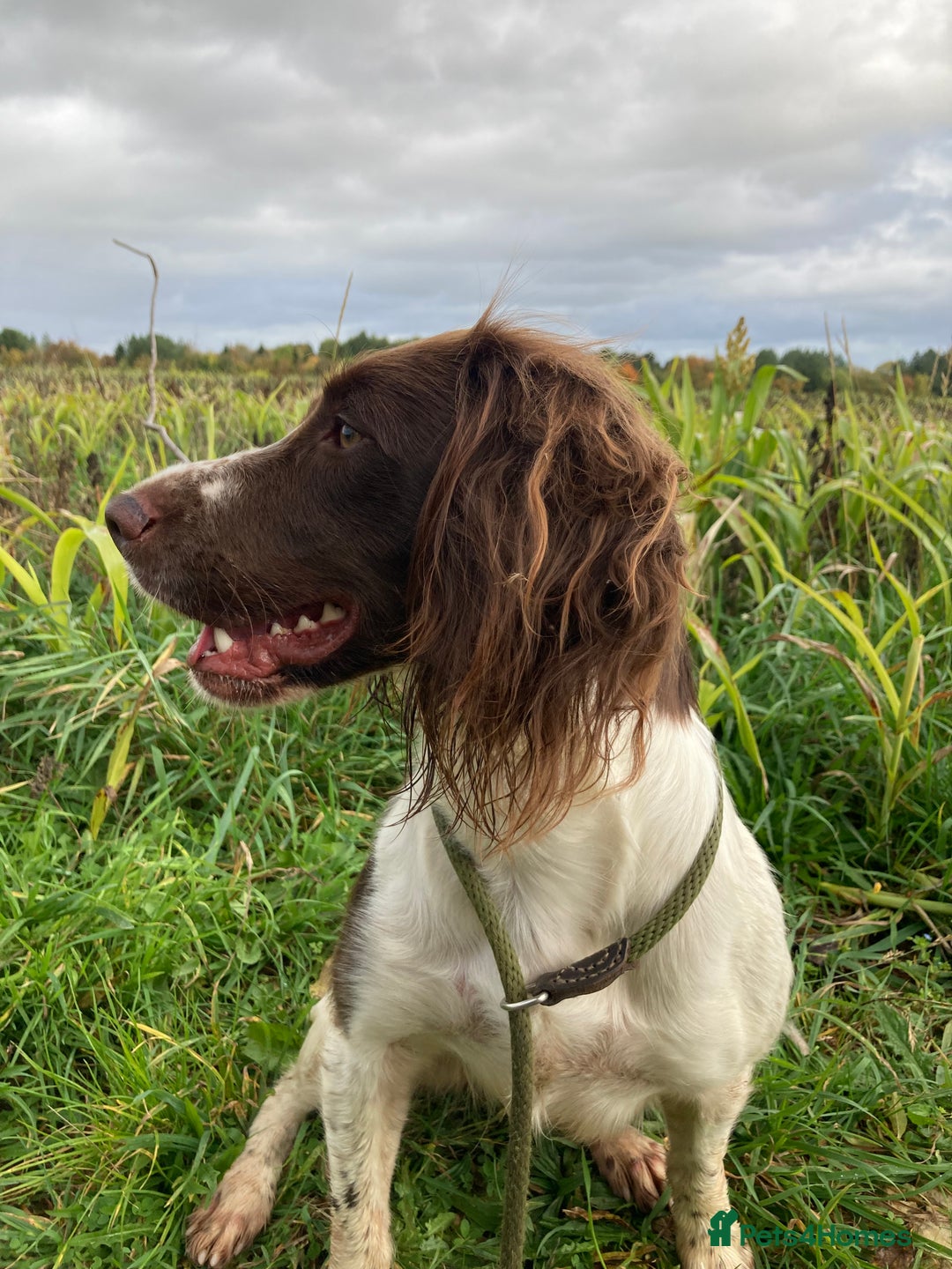 Sprocker dogs for sale: Working Sprocker Spaniels  - Advert 40