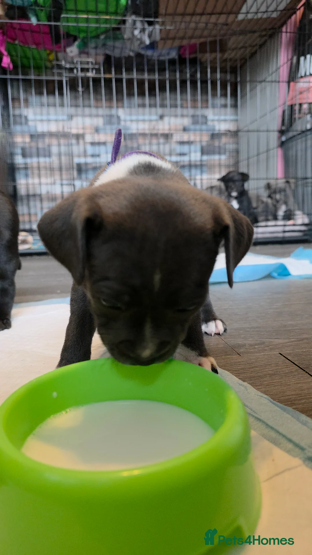 Staffordshire Bull Terrier dogs for sale: Staffordshire bull terrier blues  - Advert 28