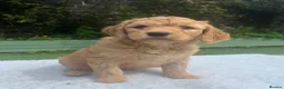 Labradoodle dogs for sale: Stunning F1 labradoodle  - Advert 9