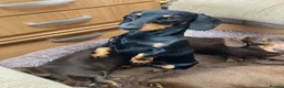 Miniature Dachshund dogs for stud: Miniature dachshund stud 18 champions in pedigree - Advert 11