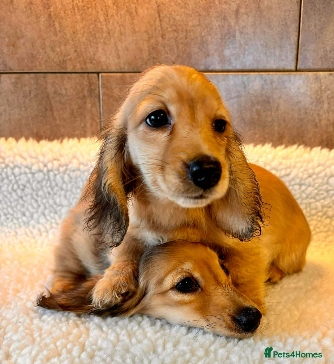 Miniature Dachshund dogs for sale: PRA CLEAR mini longhaired cream boys  - Advert 1