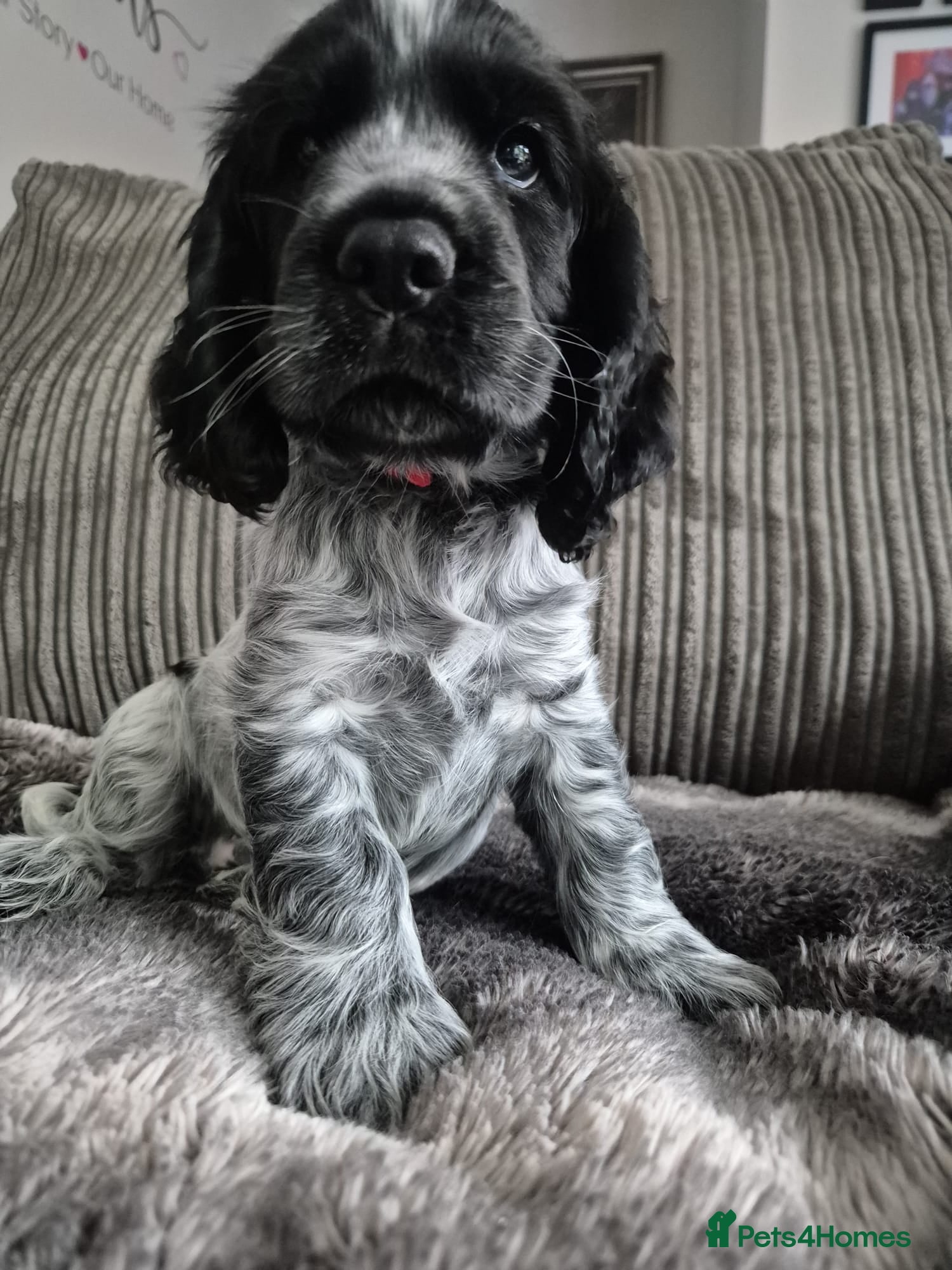 Cocker Spaniel dogs Cocker Spaniel show type puppy. Blue roan colour. - Advert 2