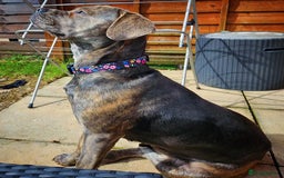Mixed Breed dogs for sale: Nalah the staffweiler - Advert 2