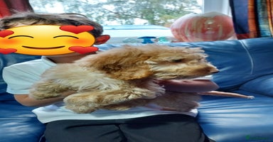 Cockapoo dogs - Advert 9