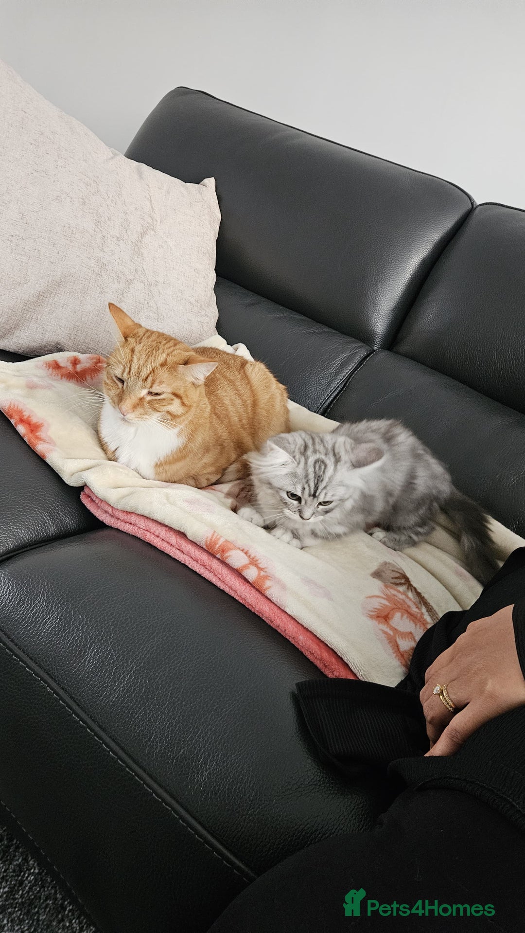Perdoll cats for sale: Persian Ragdoll Kitten & Ginger Tabby Cat - Advert 6