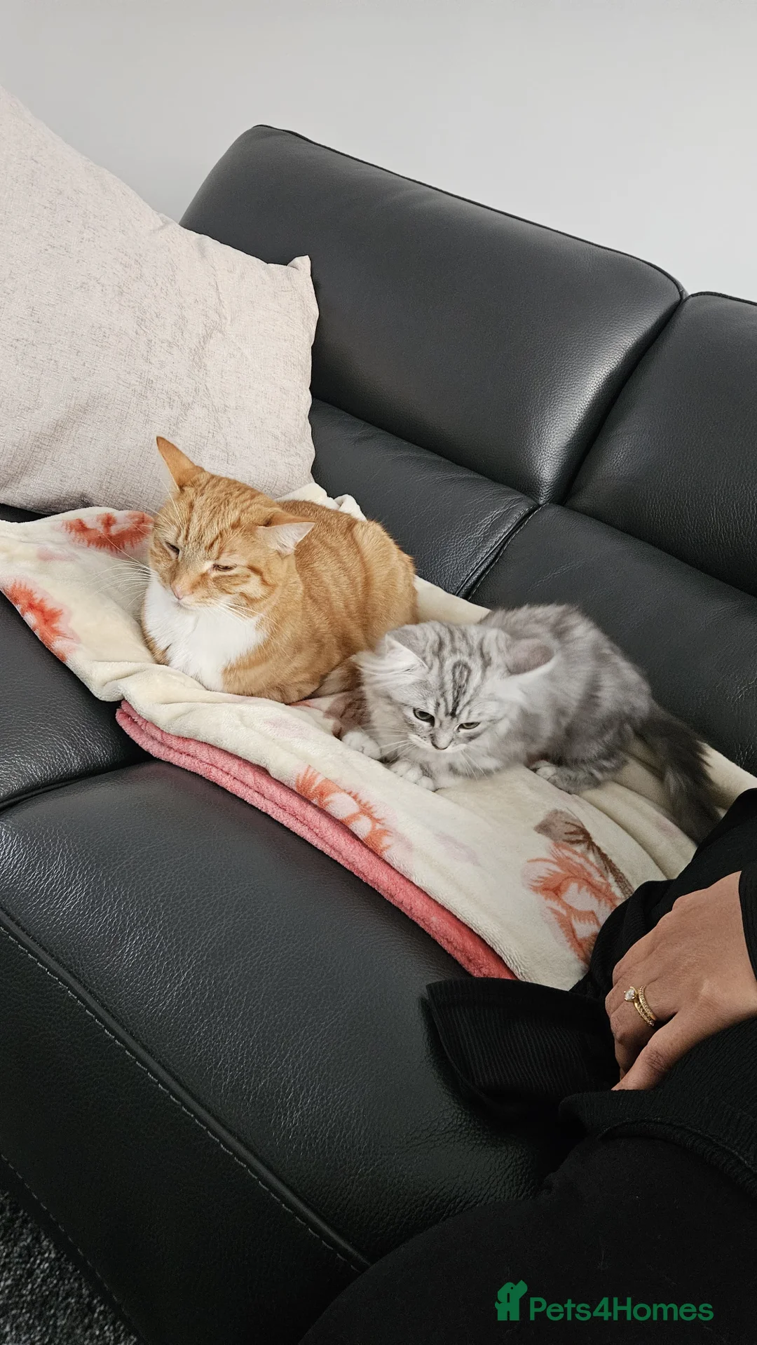 Perdoll cats for sale: Persian Ragdoll Kitten & Ginger Tabby Cat - Advert 6