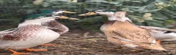 Ducks poultry for sale: Indian runner and appleyard ducks  - Advert 3