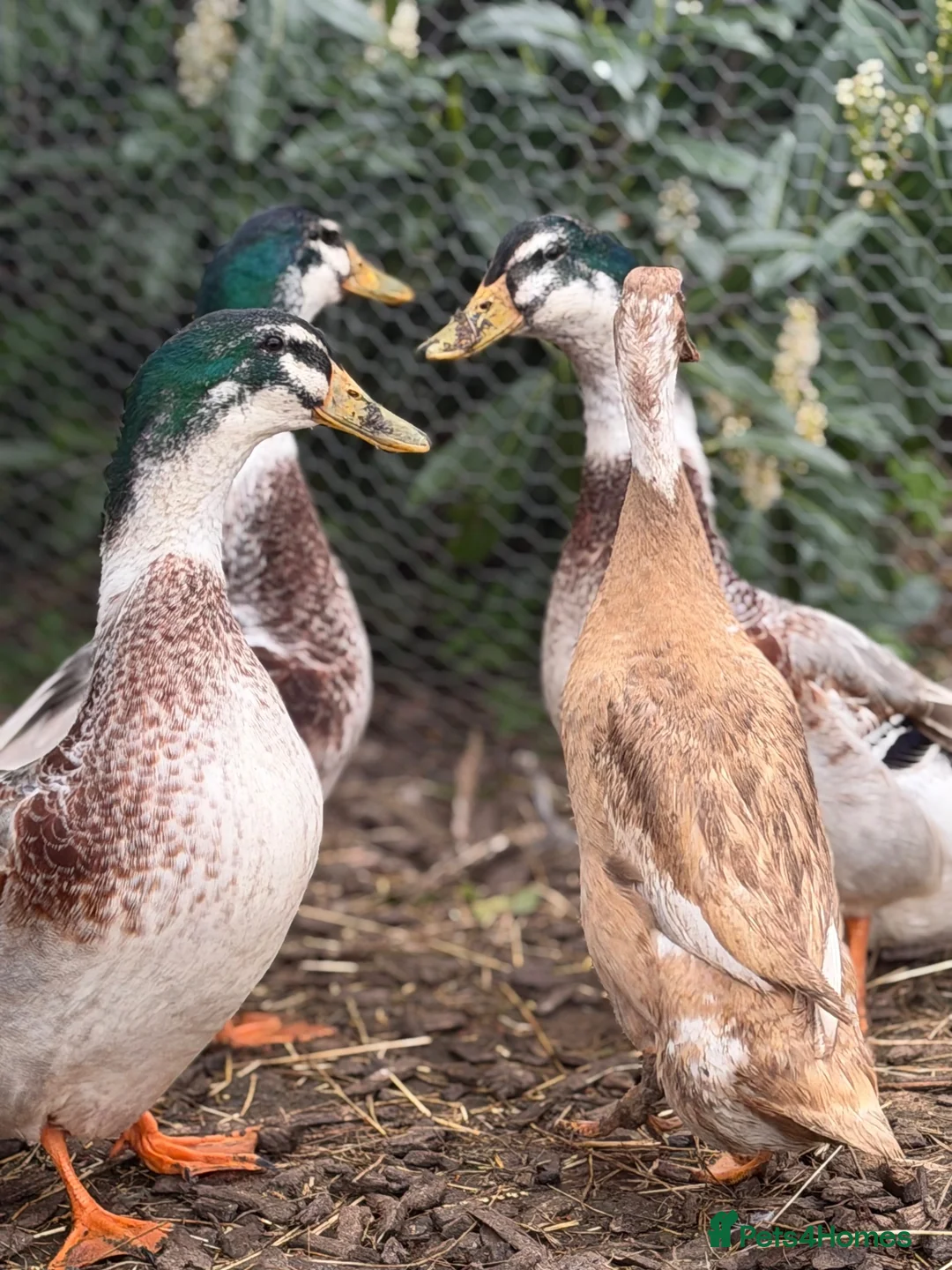 Ducks poultry for sale: Indian runner and appleyard ducks  - Advert 3
