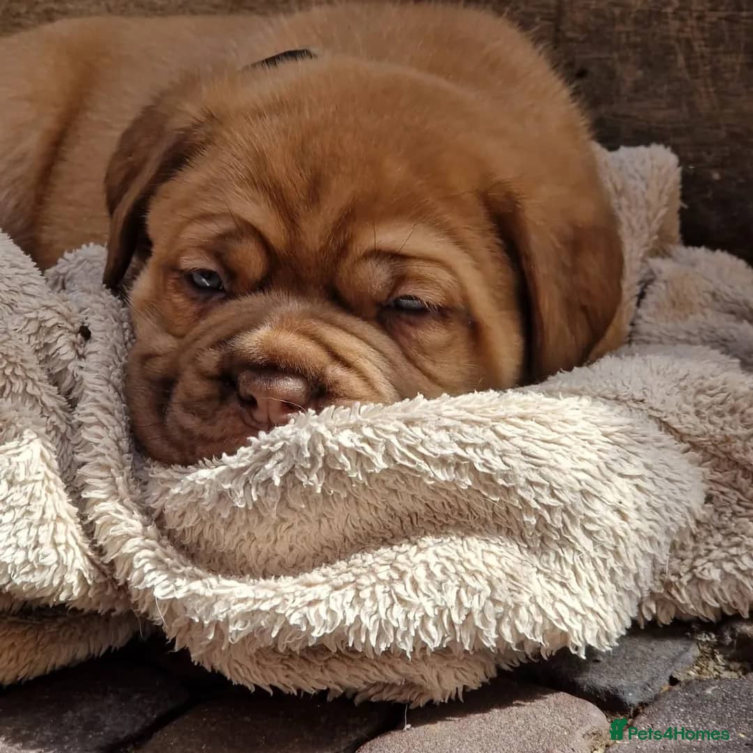 Dogue De Bordeaux dogs for sale: Majestic Dogue de Bordeaux Puppies for Rehom🐾👑 - Advert 7