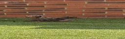 Miniature Dachshund dogs for sale: Miniature dachshunds  - Advert 4