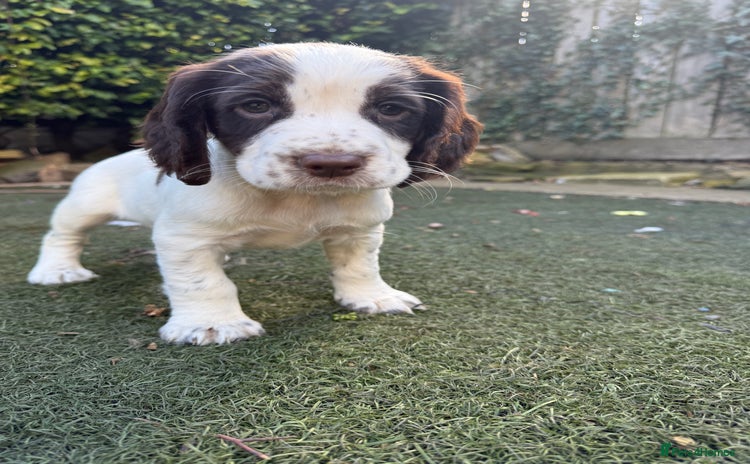 Cocker Spaniel dogs - Advert 4