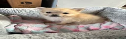 Pomeranian dogs for sale: Pomeranian puppies  - Advert 8