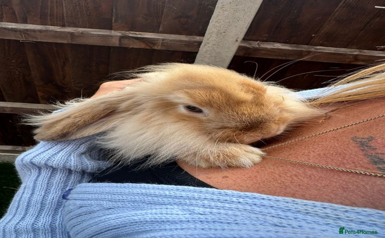 Mini Lion Lop rabbits - Advert 6