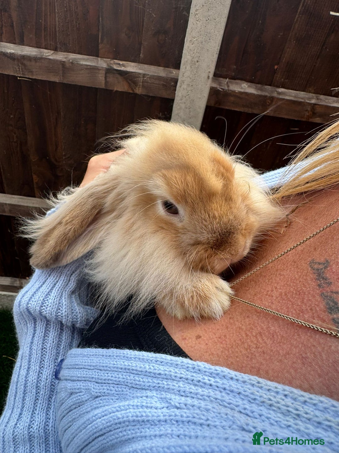 Mini Lion Lop rabbits for sale: 2 male mini lion lop bunnies  - Image 1