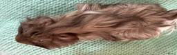 Guinea Pig rodents for sale: Beautiful, healthy, friendly brother guinea pigs - Advert 10