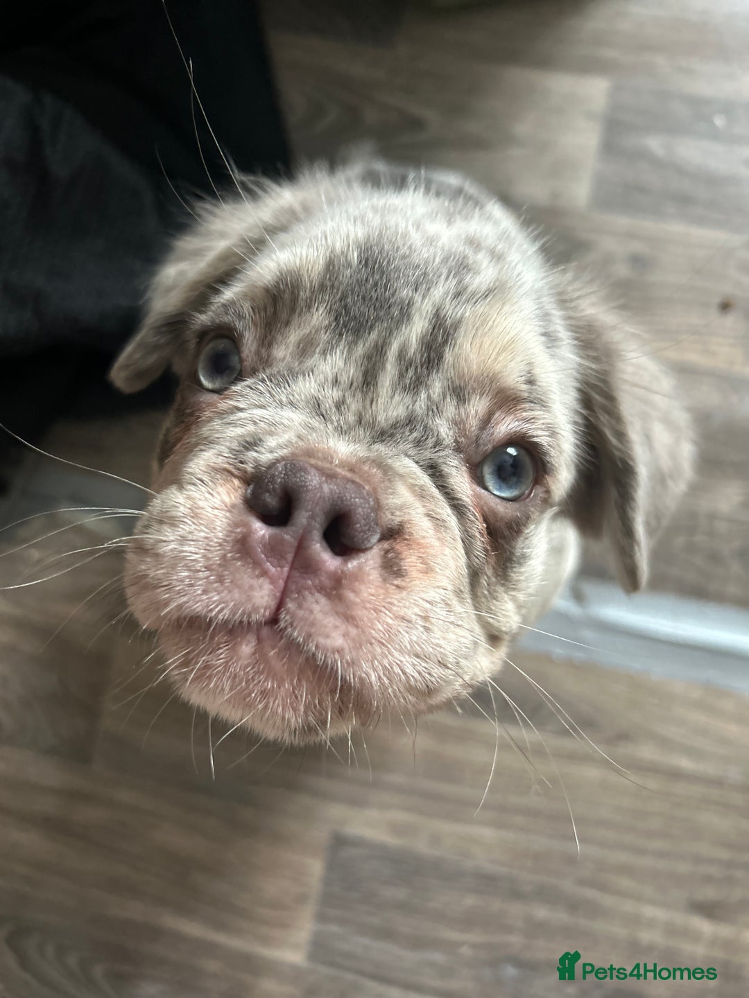 French Bulldog dogs for sale: x2 boys🔥🐾Ready Now🔥🐾Fluffy French bulldogs🔥🐾 in Rotherham - Image 29